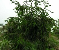 Ель обыкновенная Виргата (Picea abies 'Virgata') Змеевидная