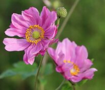 Анемона гибридная Маргарет (Anemone x hybrida 'Margarete')