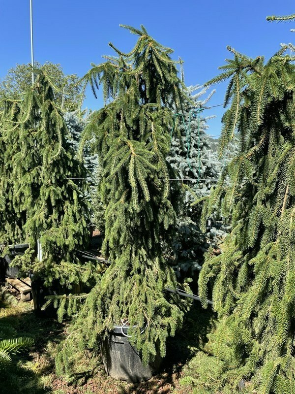 Ель обыкновенная Инверса (Picea abies 'Inversa')