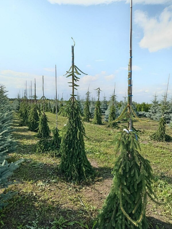 Ель обыкновенная Инверса (Picea abies 'Inversa')