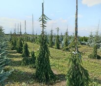 Ель обыкновенная Инверса (Picea abies 'Inversa')