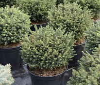 Ель сербская Карел (Picea omorika 'Karel')