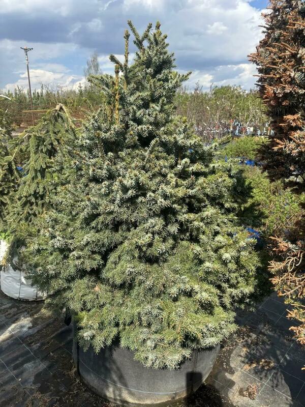 Ель сербская Нана (Picea omorika 'Nana')