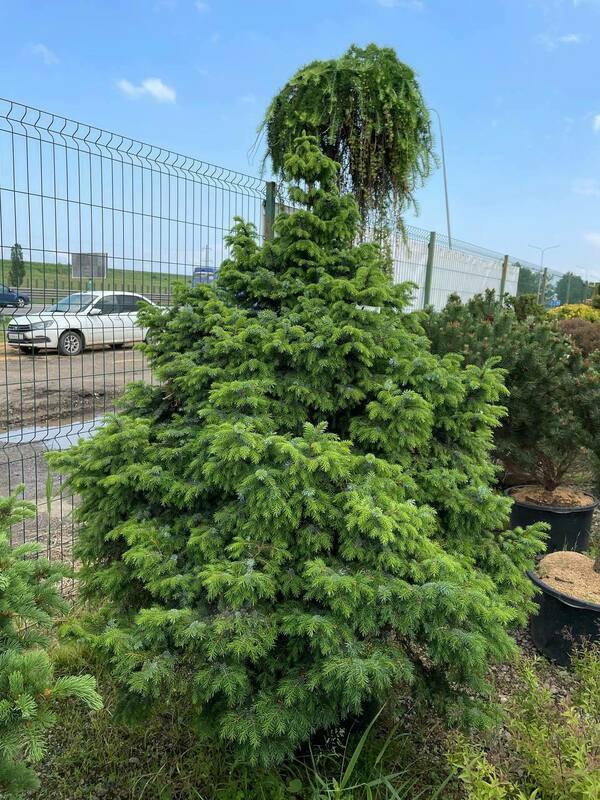 Ель сербская Нана (Picea omorika 'Nana')