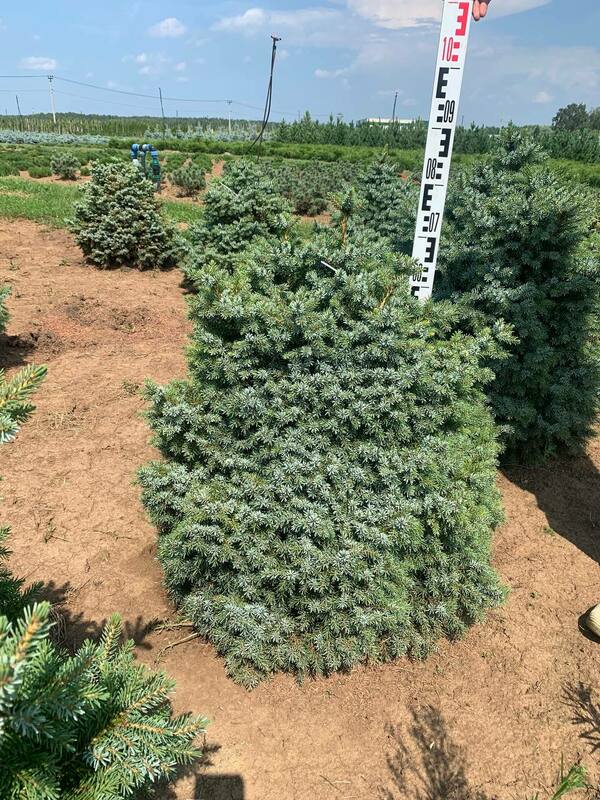 Ель сербская Нана (Picea omorika 'Nana')