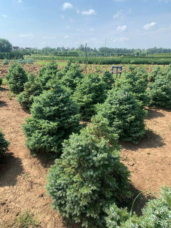 Ель сербская Нана (Picea omorika 'Nana')