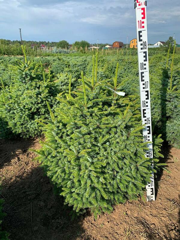 Ель сербская Нана (Picea omorika 'Nana')
