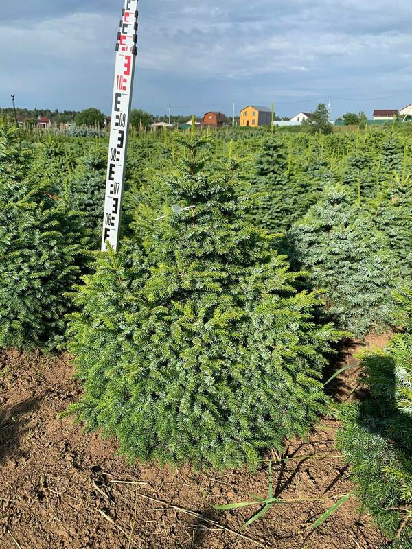 Ель сербская Нана (Picea omorika 'Nana')