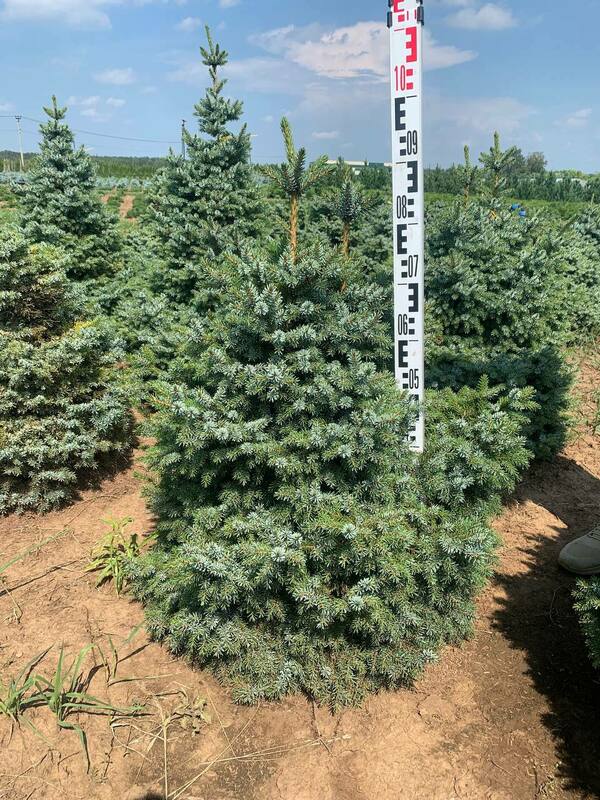 Ель сербская Нана (Picea omorika 'Nana')