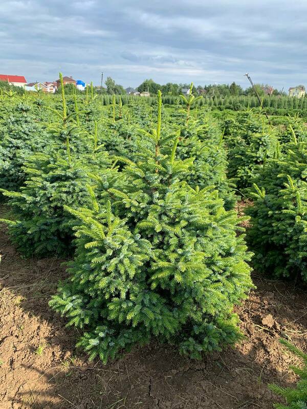 Ель сербская Нана (Picea omorika 'Nana')