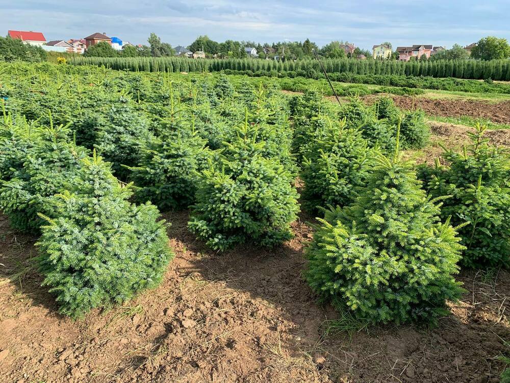 Ель сербская Нана (Picea omorika 'Nana')