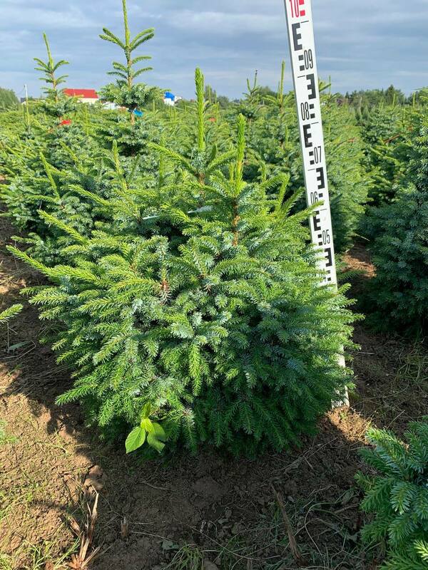 Ель сербская Нана (Picea omorika 'Nana')