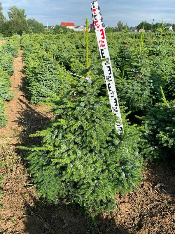 Ель сербская Нана (Picea omorika 'Nana')