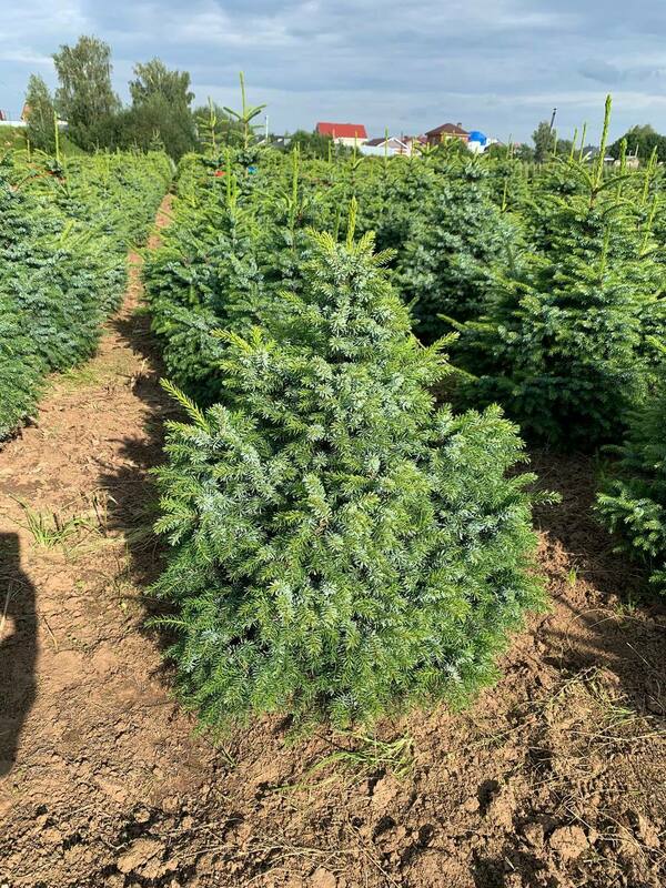 Ель сербская Нана (Picea omorika 'Nana')