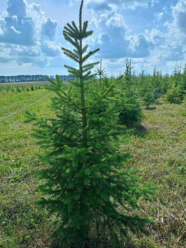 Ель сербская (Picea omorika)