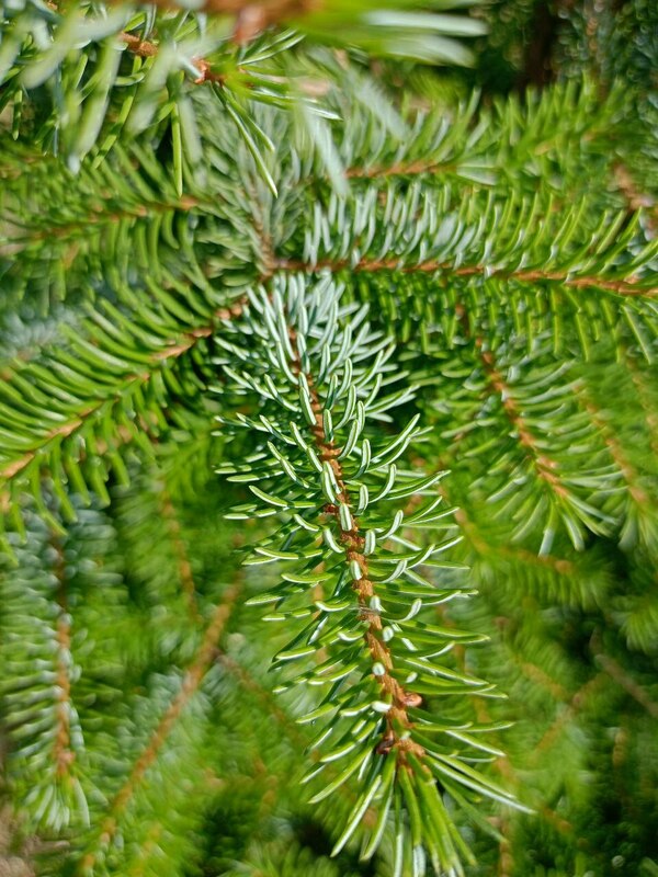 Ель сербская (Picea omorika)