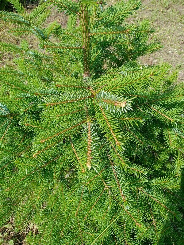 Ель сербская (Picea omorika)