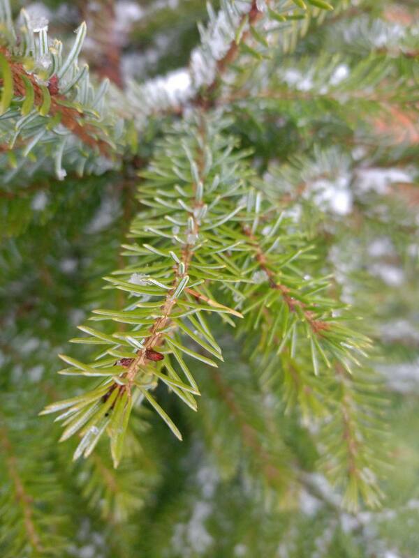 Ель сербская (Picea omorika)