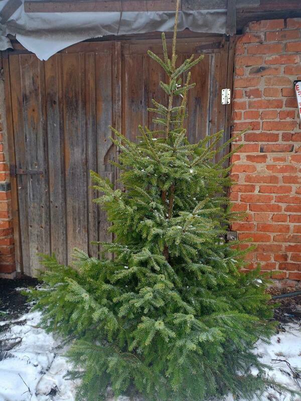 Ель сербская (Picea omorika)