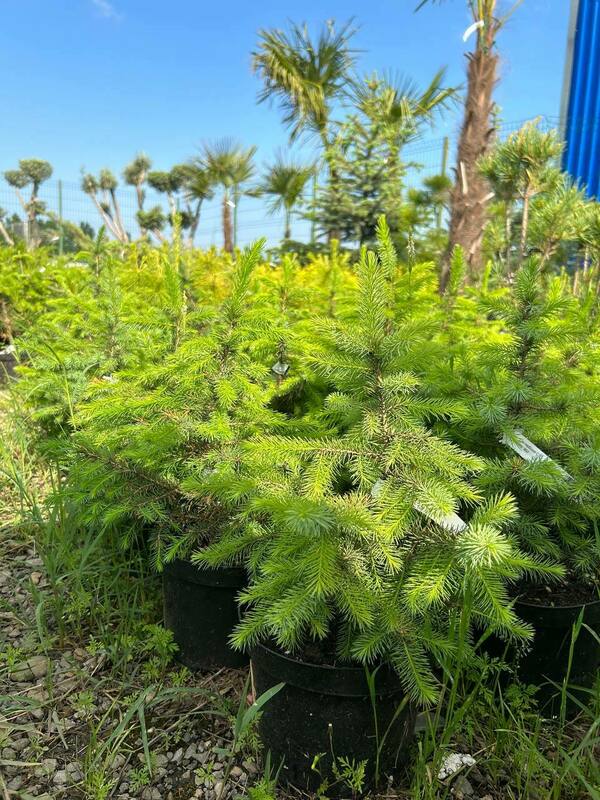 Ель сербская (Picea omorika)