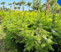 Ель сербская (Picea omorika)