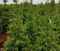 Ель сербская Пендула (Picea omorika 'Pendula')