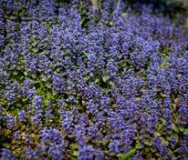 Живучка ползучая Атропурпуреа (Ajuga reptans 'Atropurpurea')