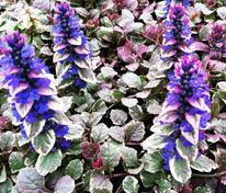 Живучка ползучая Бургунди Глоу (Ajuga reptans 'Burgundy Glow')