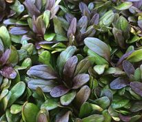 Живучка ползучая Чоколэйт Чип (Ajuga reptans 'Chocolate Chip')