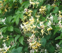Жимолость каприфоль (Lonicera caprifolium)