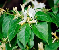Жимолость Маака (Lonicera maackii)