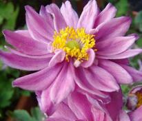 Анемона гибридная Монт Роуз/Шелл Пинк (Anemone x hybrida 'Mont-rose/Shell Pink')