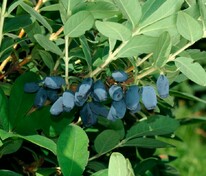 Жимолость съедобная Авача (Lonicera caerulea 'Avacha')