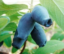 Жимолость съедобная Амфора (Lonicera caerulea 'Amfora')