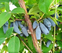 Жимолость съедобная Бакчарская (Lonicera caerulea 'Bakcharskaya')