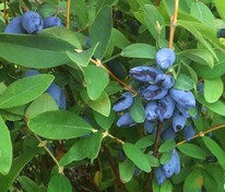 Жимолость съедобная Бархат (Lonicera caerulea 'Barhat')