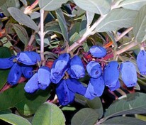 Жимолость съедобная Василек (Lonicera caerulea 'Vasilek')