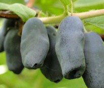 Жимолость съедобная Васюганская (Lonicera caerulea 'Vasyuganskaya')