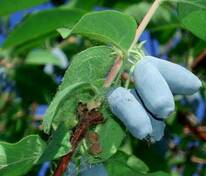 Жимолость съедобная Голубое веретено (Lonicera caerulea 'Goluboe Vereteno')
