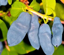 Жимолость съедобная Длинноплодная (Lonicera caerulea 'Dlinnoplodnaya')