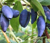 Жимолость съедобная Дуэт (Lonicera caerulea 'Duet')