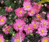 Анемона гибридная Памина (Anemone x hybrida 'Pamina')