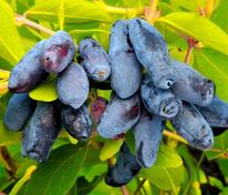 Жимолость съедобная Ленинградский Великан (Lonicera caerulea 'Leningradskiy Velikan')