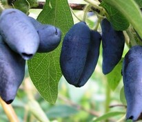 Жимолость съедобная Мальвина (Lonicera caerulea 'Malvina')