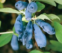 Жимолость съедобная Морена (Lonicera caerulea 'Morena')