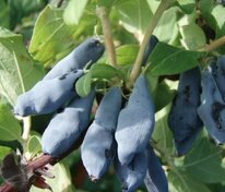 Жимолость съедобная Нимфа (Lonicera caerulea 'Nimfa')