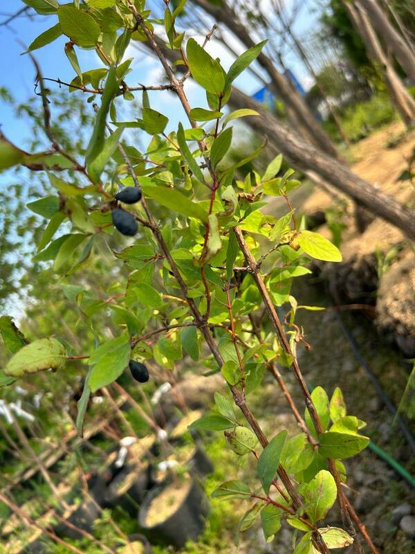 Жимолость съедобная Синяя птица (Lonicera caerulea 'Sinaya Ptitsa')