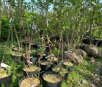 Жимолость съедобная Синяя птица (Lonicera caerulea 'Sinaya Ptitsa')