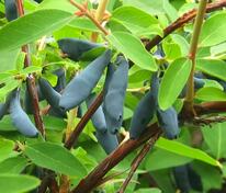 Жимолость съедобная Соловей (Lonicera caerulea 'Solovey')