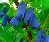 Жимолость съедобная Труженица (Lonicera caerulea 'Truzhenitsa')